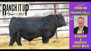 This Is Why Gelbvieh Balancer amp Red Angus Cattle Work [upl. by Tory447]