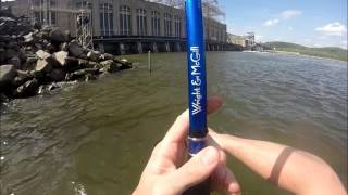 Catching Spring Shad at Conowingo Dam [upl. by Areivax]