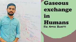 Gaseous exchange in animalsbiologybreathingGasAmirBhattiv9s [upl. by Ariane]