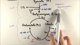 Introducing Divs and controlling them with classes and ids [upl. by Lledra]