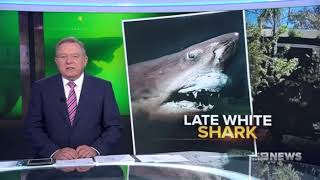 Channel Nine News story on Rosie the Great White Shark [upl. by Siraved436]