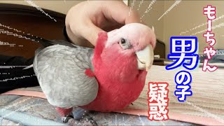 家族騒然！モモイロインコもーちゃん、男の子の可能性が出てきました‥ [upl. by Ned]