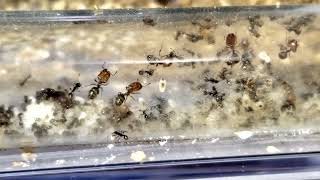 My Pheidole xerophila colony 6 months  252024 [upl. by Allmon258]