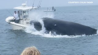 Whale capsizes boat fishing in Portsmouth Harbor off the New Hampshire coast [upl. by Geffner225]