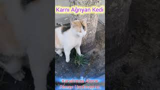 karnı ağrıyan Kedi [upl. by Nyltyak]