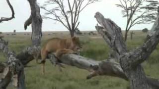 Serengeti Postcards Nº 4mp4 [upl. by Yung]