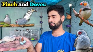 zebra finch diamond dove or wild dove ny phir anday dy diye 🤩  zebra finches breeding Doves breed [upl. by Eceeryt710]