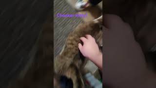 Petting my kitty  its a heckin chonker [upl. by Bowles307]