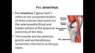 Anatomy of the Guy ropes or Pes Anserinus Sartorius Gracilis And semitendinosus muscles [upl. by Ahsiuqram]