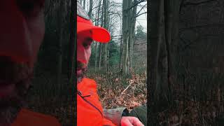 Making memories in the woods deer wildlife nature wildlifeanimals ontario whitetail funny [upl. by Rica]