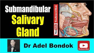 Anatomy of the submandibular Salivary Gland Dr Adel Bondok Making Anatomy Simple [upl. by Gwen]