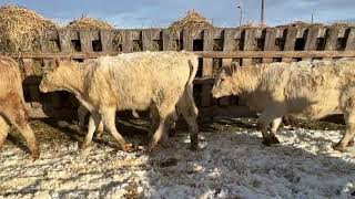 Brevig Charolais Lewistown MT heifer calves  LLA 12324 [upl. by Nellda]