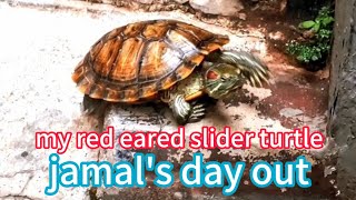 red eared slider turtle jamal [upl. by Flanders]