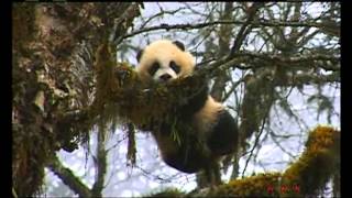 Sichuan Giant Panda Sanctuaries  Wolong Mt Siguniang  UNESCONHK [upl. by Coussoule]