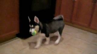 My puppy Husky first day home [upl. by Judsen884]