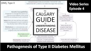 Pathogenesis of Type II Diabetes Mellitus [upl. by Dieterich]