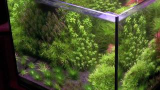 Tonina Style Freshwater Planted Aquarium [upl. by Revkah]