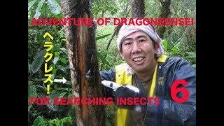 ドラゴン先生の昆虫紀行 南米エクアドル編 PART6ADVENTURE OF DRAGONSENSEI FOR SEARCHING INSECTS [upl. by Dennis]