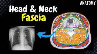 Fascia of the Head and Neck Groups Attachment Points Arrangement [upl. by Hnib]