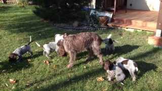 Korthals Griffon  Wirehaired Pointing Griffon [upl. by Keelin210]