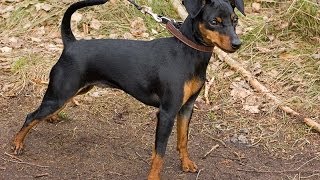 Top 10 Dog Breeds That Bark The Most [upl. by Avenej422]