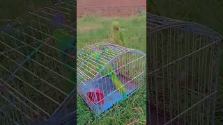 Peshawar parrot family thota metoo tootha Peshawar parrot green parrot parrotspeak funny [upl. by Gally693]