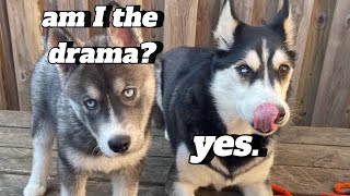 You Thought ONE Dramatic Husky Was Bad HERE’S TWO [upl. by Yann]