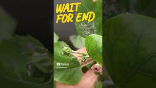 Hibiscus 🌺 flowers mealybugs Treatment shortsviralshorts TGMGardening care tips [upl. by Lytsirhc368]