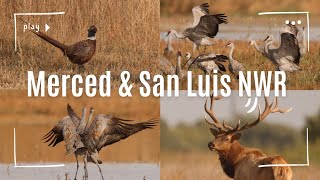 Merced amp San luis National wildlife refuge  Oct 2024 [upl. by Enajiram]