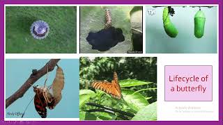 Animal life cycles 4th grade [upl. by Tj519]