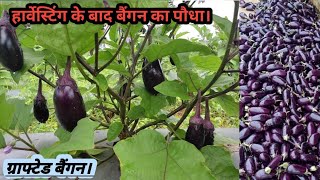 Grafted baigan ki kheti। ग्राफ्टेड बैंगन। हार्वेस्टिंग के बाद पौधा। बैंगन कि खेती। [upl. by Corwin]