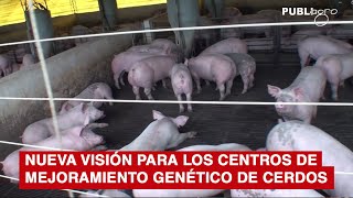 NUEVA VISIÓN PARA LOS CENTROS DE MEJORAMIENTO GENÉTICO DE CERDOS [upl. by Dutch]