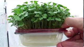 DIY Hydroponic MicroGreens Planter [upl. by Pickard]