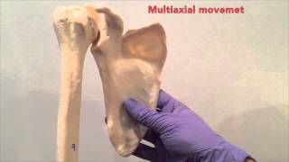 The Glenohumeral Joint [upl. by Nemhauser]