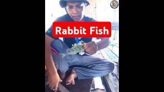 Rabbitfish Fishing fishing fishingvideo fishingline [upl. by Farrica976]