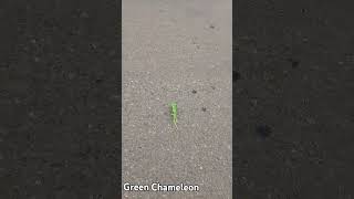 chameleonchameleon carechameleon factschameleon tongueparsons chameleonchameleon documentary [upl. by Streeter]