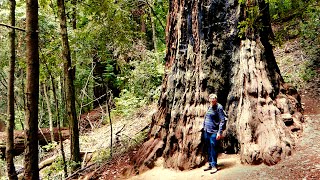 Santa Cruz County  Portola Redwoods Hike [upl. by Joell]