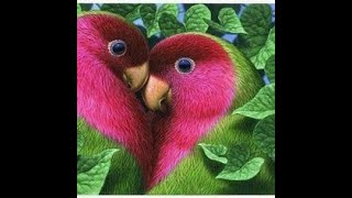 Beautiful love birds photos  love birds photos [upl. by Hellene]