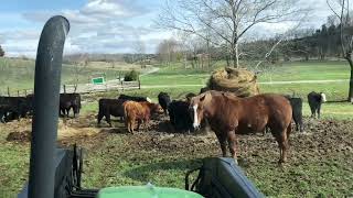 Saturday Chores Feeding Calves amp Chatting About Cattle Markets 🐄📈 Life of a Farmer [upl. by Alimrahs845]