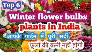 Top 6 winter flower bulbs plants in indiawinter flowers plantbulbsplantswinterfloweringplants [upl. by Alcott]