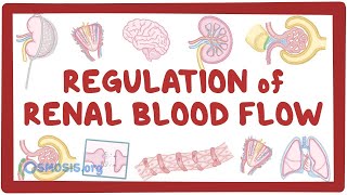 Regulation of Renal Blood Flow [upl. by Kano230]