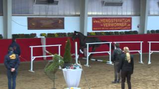 Cristeur  4j Old Hengst v Conteur ad Timbre Münchehofe 28022015 [upl. by Llerot]