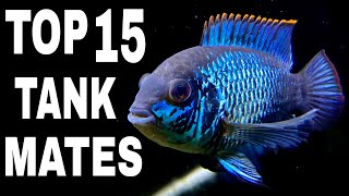 Top 15 Tank Mates For Electric Blue Acara Cichlid [upl. by Brown]