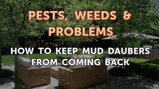 How to Keep Mud Daubers From Coming Back [upl. by Catha]