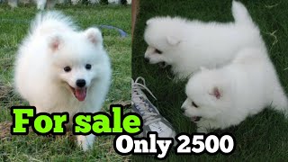 German Spitz puppies for sale only in 2500Indian Spitz puppies for sale in very low price [upl. by Yenahc]