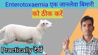 Enterotoxaemia treatment in 🐑 sheep [upl. by Columbine33]