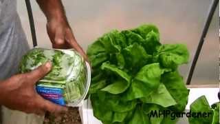 End of 30 Day Hydroponic Lettuce [upl. by Trici]