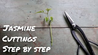 How to Propagate White Jasmine from Cuttings  STEPBYSTEP  Jasminum polyanthum [upl. by Henri345]