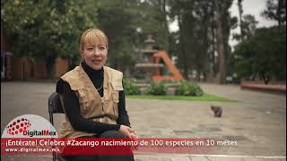 ¡Entérate Celebra Zacango nacimiento de 100 especies en 10 meses [upl. by Myrtice459]