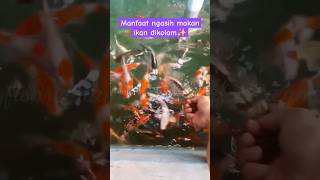 MANFAAT NGASIH MAKAN IKAN KOI DI KOLAM ‼️ YG TAU KOMEN YA 🥰 ikankolam ikankoi ikanmas ikanhias [upl. by Hanselka328]